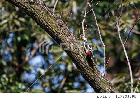 美しいアカゲラ（キツツキ科）日本国埼玉県熊谷市荒川大麻生公園2024年4月 117803599