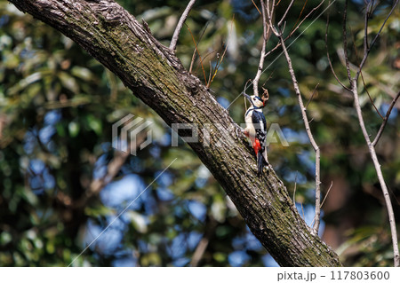 美しいアカゲラ（キツツキ科）日本国埼玉県熊谷市荒川大麻生公園2024年4月 117803600