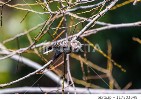 飛び立つ可愛いコゲラ（キツツキ科）埼玉県熊谷市荒川大麻生公園2024年4月 117803649