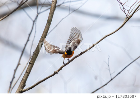 飛び出し飛翔する可愛いジョウビタキ（ヒタキ科）埼玉県熊谷市荒川大麻生公園2024年4月 117803687
