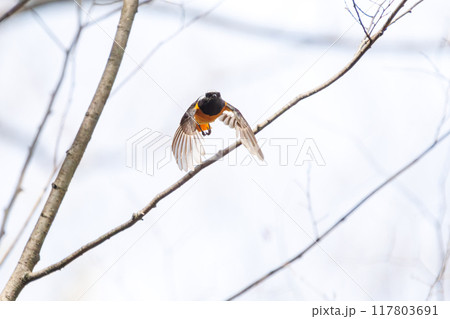 飛び出し飛翔する可愛いジョウビタキ（ヒタキ科）埼玉県熊谷市荒川大麻生公園2024年4月 117803691