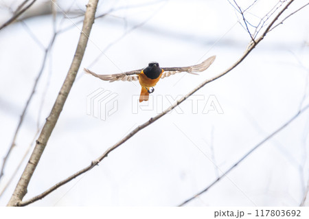 飛び出し飛翔する可愛いジョウビタキ(ヒタキ科)埼玉県熊谷市荒川大麻生公園2024年4月 飛び出し飛翔する可愛いジョウビタキ(ヒタキ科)埼玉県熊谷市荒川大麻生公園2024年4月 117803692
