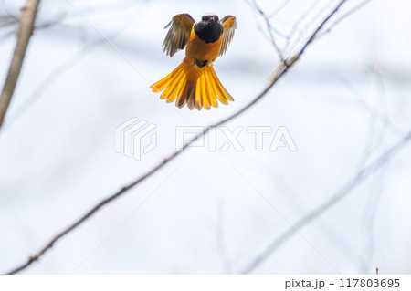 飛び出し飛翔する可愛いジョウビタキ（ヒタキ科）埼玉県熊谷市荒川大麻生公園2024年4月 117803695