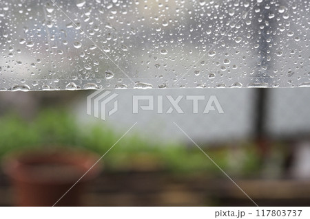 ビニール傘に付いた雨粒 ビニール傘に付いた雨粒 117803737