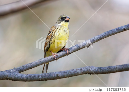 餌を探す可愛いアオジ(ホオジロ科)埼玉県熊谷市荒川大麻生公園2024年4月 餌を探す可愛いアオジ(ホオジロ科)埼玉県熊谷市荒川大麻生公園2024年4月 117803786