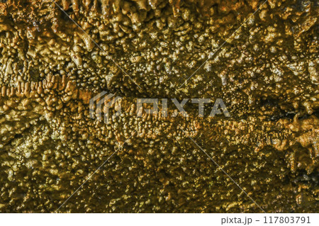 郡上八幡・大滝鍾乳洞 洞内 蜂の巣天上 郡上八幡・大滝鍾乳洞 洞内 蜂の巣天上 117803791