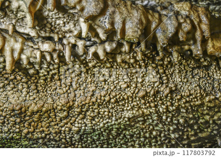 郡上八幡・大滝鍾乳洞　洞内　蜂の巣天上 117803792