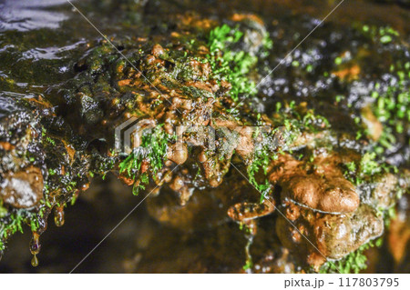 郡上八幡・大滝鍾乳洞 洞内 郡上八幡・大滝鍾乳洞 洞内 117803795