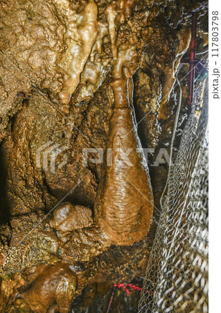郡上八幡・大滝鍾乳洞 洞内 小野釣鐘なすび 郡上八幡・大滝鍾乳洞 洞内 小野釣鐘なすび 117803798