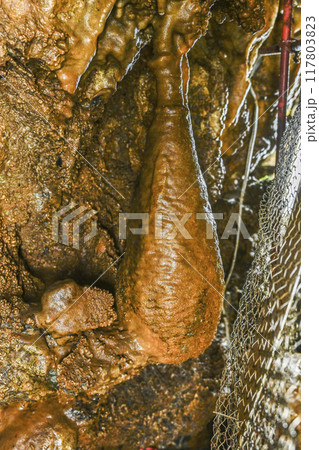 郡上八幡・大滝鍾乳洞　洞内　小野釣鐘なすび 117803823