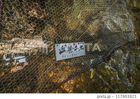 郡上八幡・大滝鍾乳洞　洞内　血槍千本 117803825