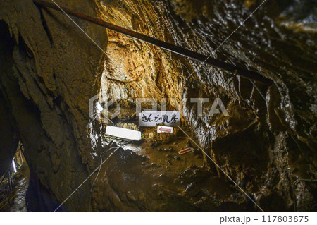 郡上八幡・大滝鍾乳洞 洞内 さんごの乳房 郡上八幡・大滝鍾乳洞 洞内 さんごの乳房 117803875