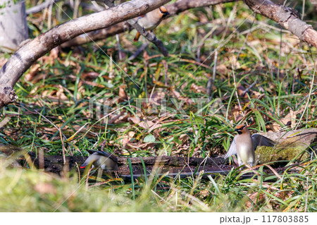 泉の水を飲むために集まり、時に争う美しいヒレンジャクとキレンジャクの群れ(レンジャク科)埼玉県熊谷市 泉の水を飲むために集まり、時に争う美しいヒレンジャクとキレンジャクの群れ(レンジャク科)埼玉県熊谷市 117803885