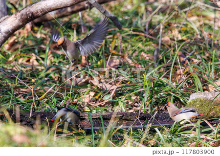 泉の水を飲むために集まり、時に争う美しいヒレンジャクとキレンジャクの群れ（レンジャク科）埼玉県熊谷市 117803900