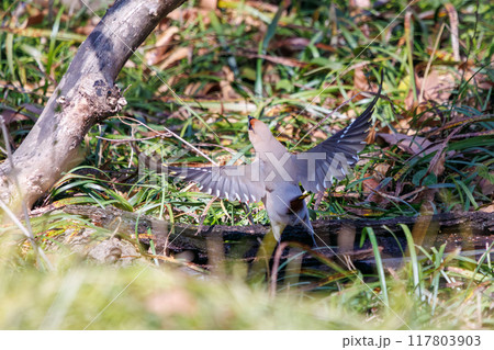 泉の水を飲むために集まり、時に争う美しいヒレンジャクとキレンジャクの群れ（レンジャク科）埼玉県熊谷市 117803903