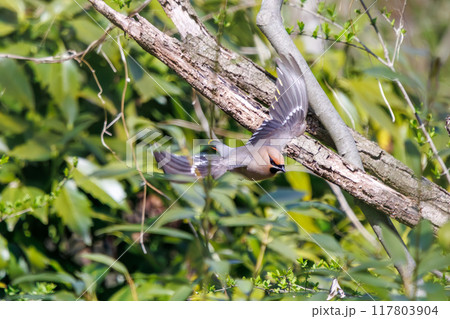 泉の水を飲むために集まり、時に争う美しいヒレンジャクとキレンジャクの群れ（レンジャク科）埼玉県熊谷市 117803904