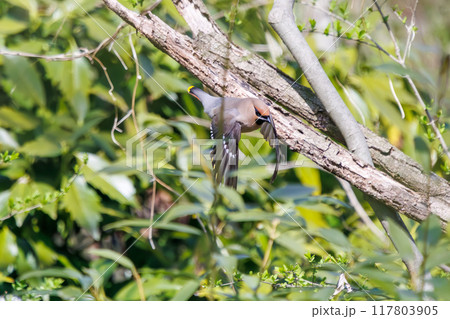 泉の水を飲むために集まり、時に争う美しいヒレンジャクとキレンジャクの群れ（レンジャク科）埼玉県熊谷市 117803905