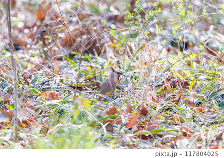 地面に降りヤブラン(スズラン亜科)の実を食べる美しいヒレンジャクとキレンジャクの群れ(レンジャク科) 地面に降りヤブラン(スズラン亜科)の実を食べる美しいヒレンジャクとキレンジャクの群れ(レンジャク科) 117804025