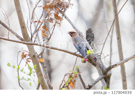 地面に降りヤブラン（スズラン亜科）の実を食べる美しいヒレンジャクとキレンジャクの群れ（レンジャク科） 117804039