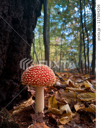 Vibrant Red Mushroom in Forest 117804206