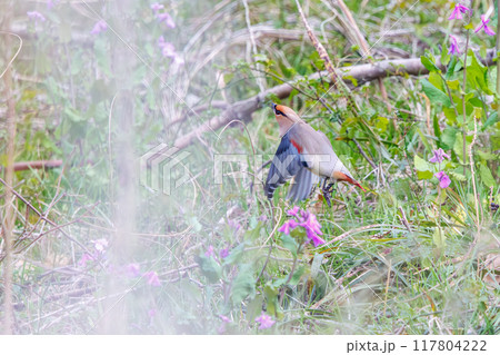 地面に降りヤブラン（スズラン亜科）の実を食べる美しいヒレンジャクとキレンジャクの群れ（レンジャク科） 117804222