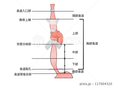 消化器の解剖生理 食道の各部位の名称 消化器の解剖生理 食道の各部位の名称 117804320