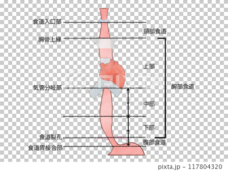 消化器の解剖生理 食道の各部位の名称 消化器の解剖生理 食道の各部位の名称 117804320
