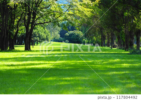 新緑の木々と広い芝生の公園 117804492