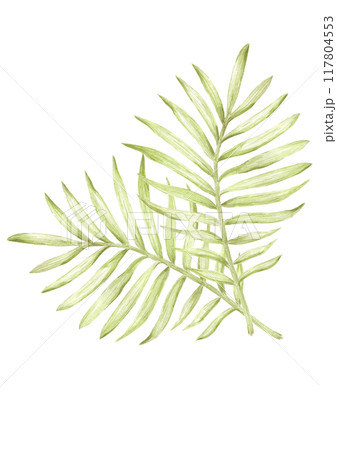 Hand drawn watercolor green monochrome palm tree leaves poster composition isolated on white background. Can be used for cards, scrapbook and other printed products. 117804553