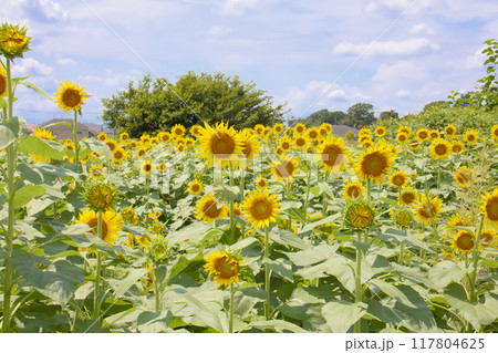 ひまわりのある風景 117804625