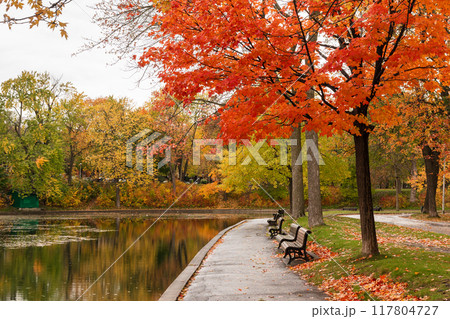 Red maple leaves in La Fontaine Park Pond during autumn foliage season. Montreal, Quebec, Canada. 117804727