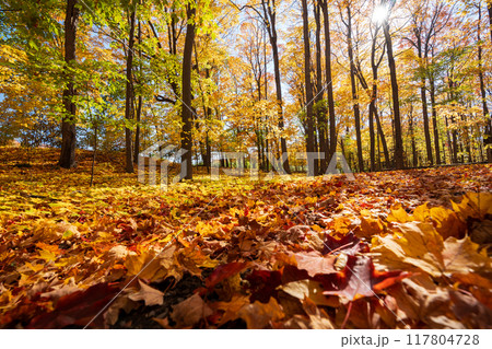 Golden maple forest and fallen leaves in autumn with sunlight. Mont-Saint-Bruno National Park, Saint-Bruno-de-Montarville, Quebec, Canada. Fall foliage color. 117804728