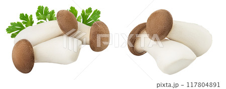 King Oyster mushroom or Eringi isolated on white background full depth of field. 117804891