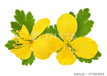 Celandine flower isolated on white background 117804928