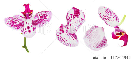 pink phalaenopsis orchid flower isolated on white background pink phalaenopsis orchid flower isolated on white background 117804940