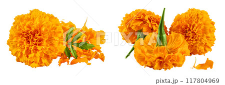 fresh marigold or tagetes erecta flower isolated on white background with full depth of field. fresh marigold or tagetes erecta flower isolated on white background with full depth of field. 117804969