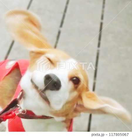 ヒラヒラのビーグル犬の耳 117805067
