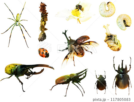昆虫イラスト素材セット1(カブトムシ他) 昆虫イラスト素材セット1(カブトムシ他) 117805083