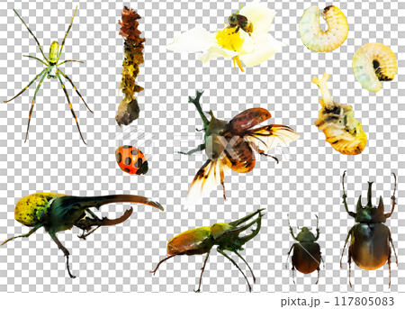 Insect illustration material set 1 (beetles, etc.) Insect illustration material set 1 (beetles, etc.) 117805083