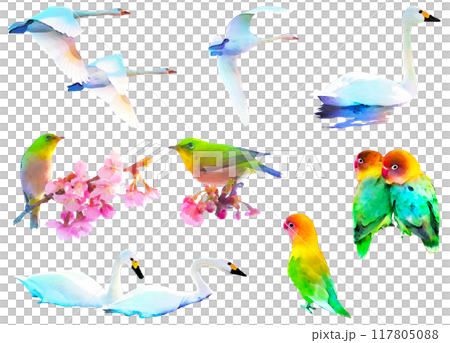 Wild bird illustration material set 3 Wild bird illustration material set 3 117805088