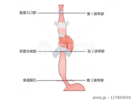 消化器の解剖生理　食道の生理的狭窄部 117805659