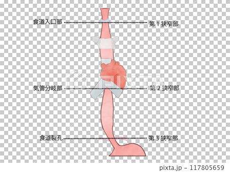 Anatomy and physiology of the digestive system: Physiological narrowing of the esophagus 117805659