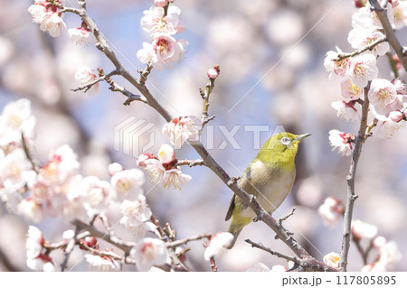 梅と目白 117805895