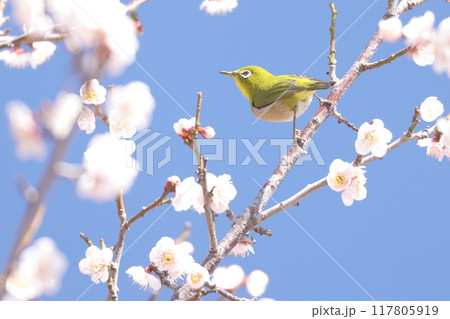 目白と青空と白梅 目白と青空と白梅 117805919
