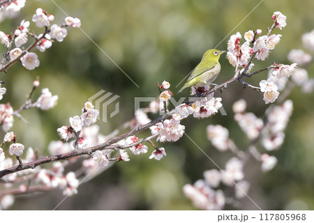 梅の花の蜜を吸うメジロ 梅の花の蜜を吸うメジロ 117805968