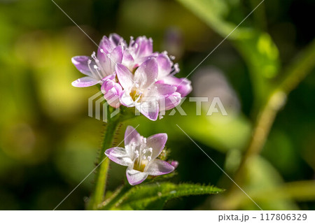 ミゾソバの可愛らしい小さな花～秋の光～ 117806329