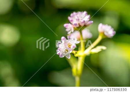 ミゾソバの可愛らしい小さな花~秋の光~ ミゾソバの可愛らしい小さな花~秋の光~ 117806330