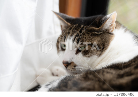 窓辺でくつろぐ猫　キジトラ白 117806406