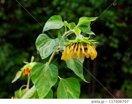 キク科一年草ヒマワリの蕾 キク科一年草ヒマワリの蕾 117806707