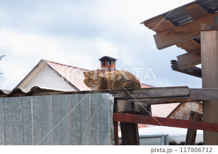 cat sitting on roof and looking at camera. brown beige free range domestic hunter kitten cat cat sitting on roof and looking at camera. brown beige free range domestic hunter kitten cat 117806712